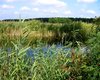 Wald Ungarn  Groe Anzahl aktueller Bauernhuser, Bauernhfe, Reiterhfe, alte Mhlen - hier finden auch Sie IHR Bauernhaus, Bauernhof, Reiterhof oder alte Mhle!